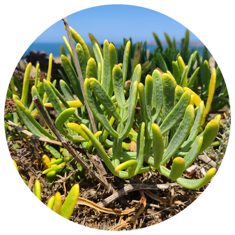 Sea Fennel (Crithmum Maritimum) Organic Essential Oil
