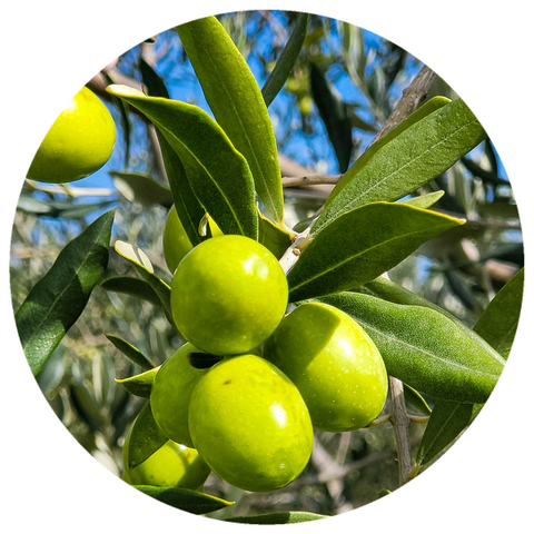 Olive Leaf (Olea europaea) Absolute