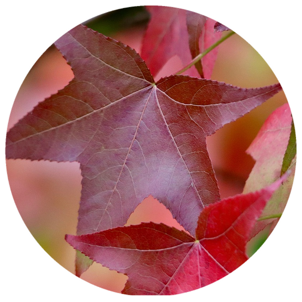 Sweet Gum (Liquidambar formosana) Essential Oil