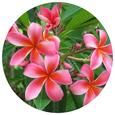 Frangipani, Red (Plumeria rubra) Absolute