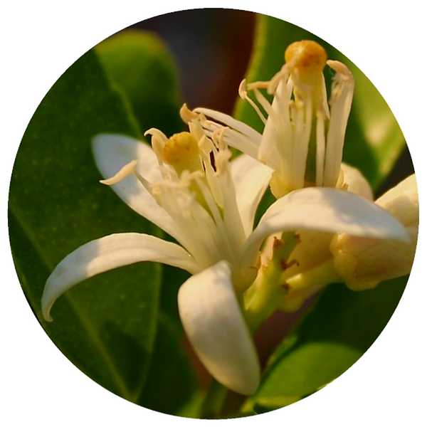 Daidai Flower (Citrus aurantium var. daidai) Organic Essential Oil