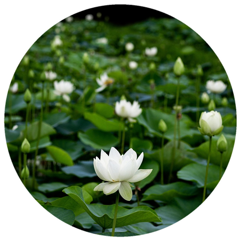 Lotus, White (Nelumbo nucifera) Absolute