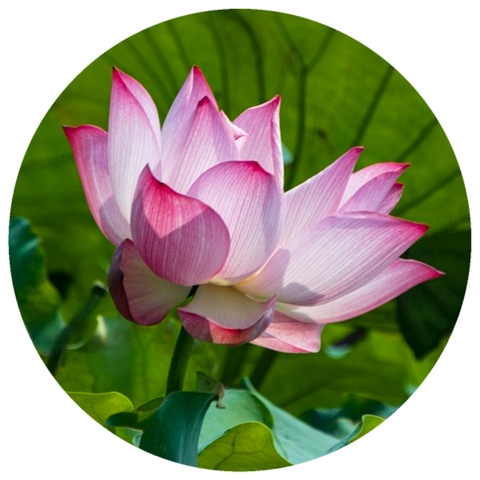 Lotus, Pink (Nelumbo nucifera) Absolute