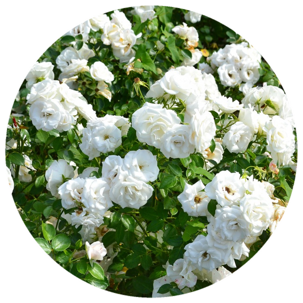 White Rose Otto, Bulgaria (Rosa alba) Organic Essential Oil