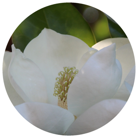 Magnolia Flower (Magnolia grandiflora) Absolute