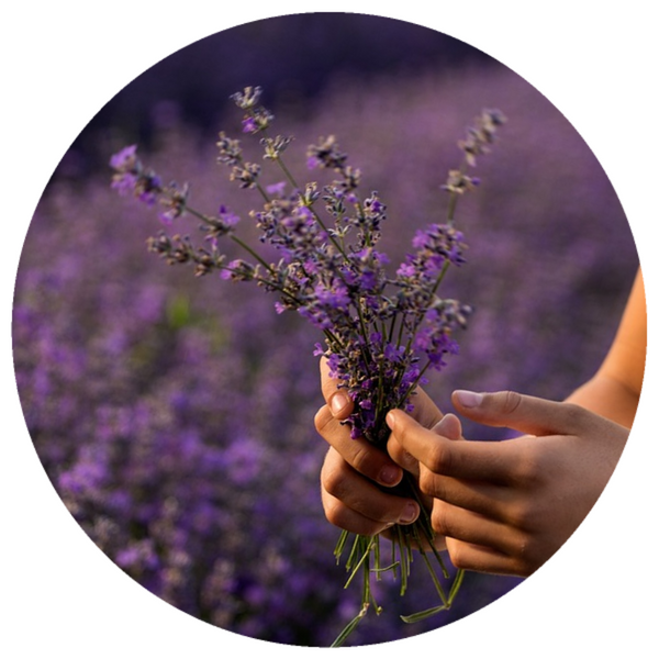 Lavender Flower (Lavandula angustifolia) Organic Essential Oil