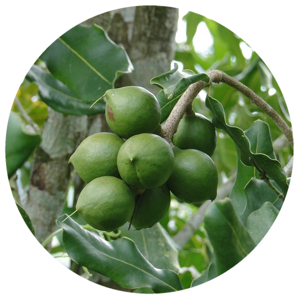 Macadamia Nut Oil (Macadamia integrifolia) Organic Cold Pressed