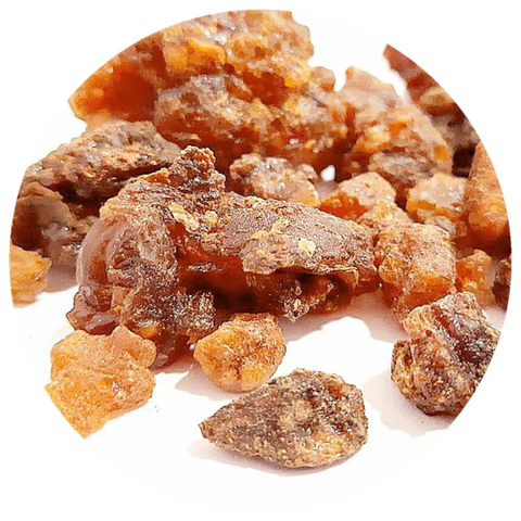 Frankincense (Olibanum serrata) Rare Absolute