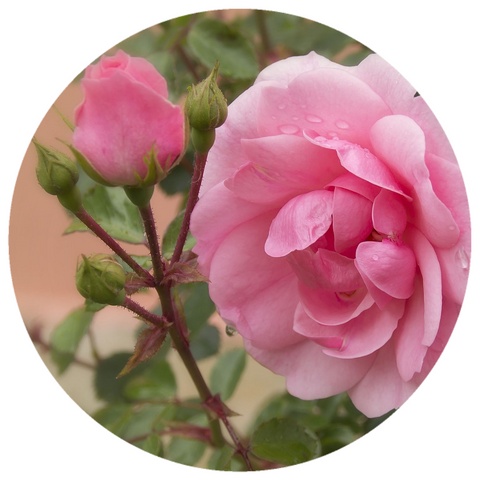 Rose Bourbon (Rosa bourboniana) Rare Absolute