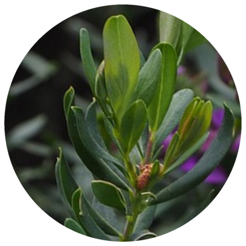 Sweet Gale (Myrica gale) Organic Essential Oil