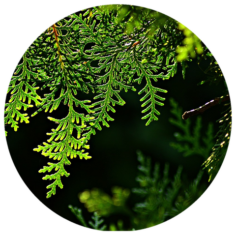 Siam Wood (Fokinia hodginsii) Organic Essential Oil
