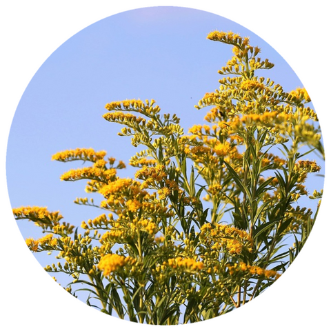 Goldenrod (Solidago canadensis) Organic Essential Oil