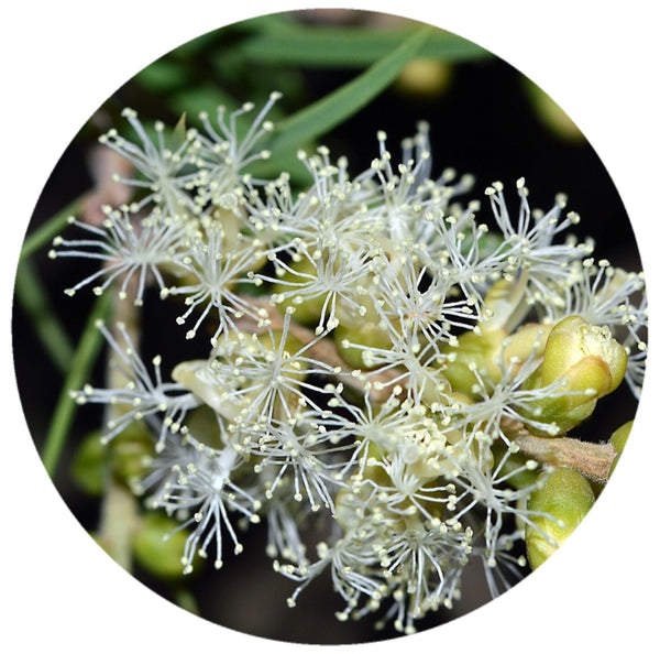 Tea Tree (Malaleuca alternifolia) Organic Essential Oil