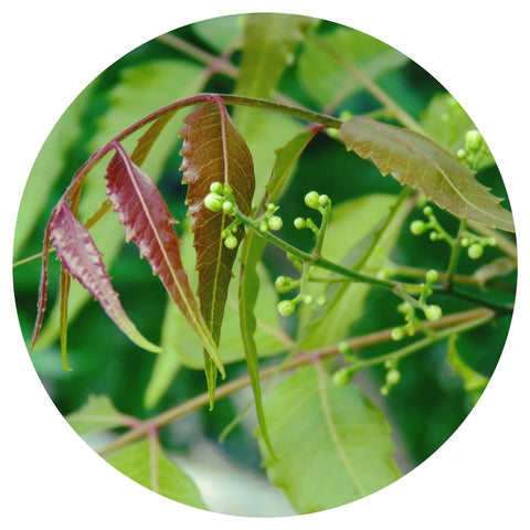 Neem (Azadirachta indica) CO2 Extract