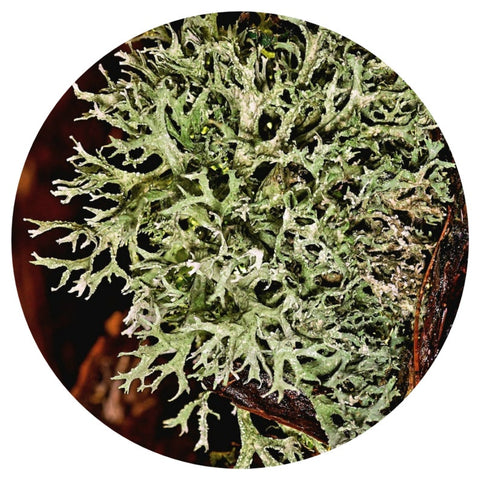 Pine Tree Moss (Pseudevernia furfuracea) Absolute