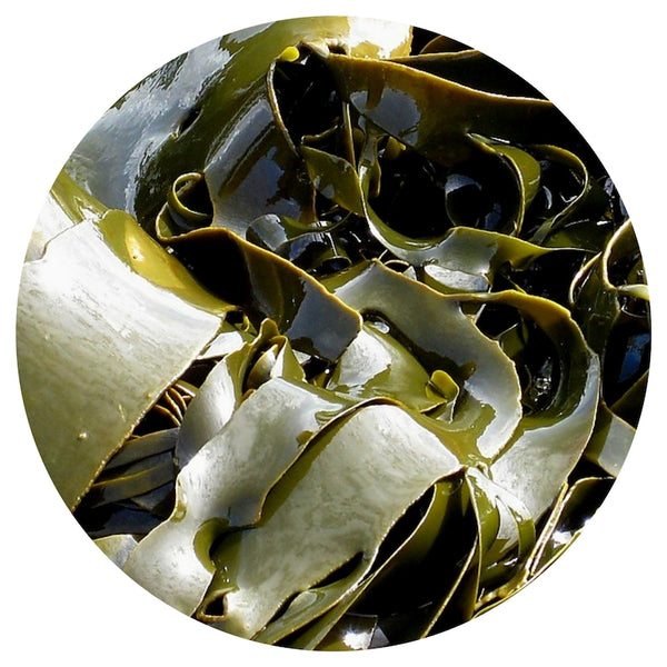 Kelp Seaweed (Laminariales) Absolute