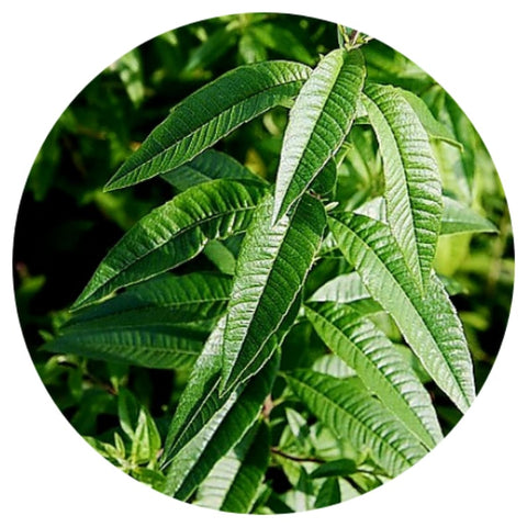 Lemon Verbena (Lippia citriodora) Organic CO2 Extract