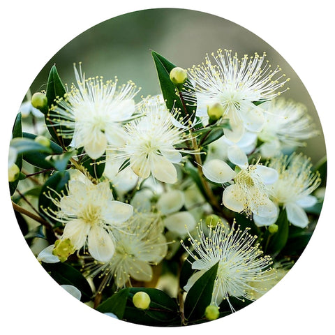 Lemon Myrtle (Backhousia citriodora) Organic Essential Oil