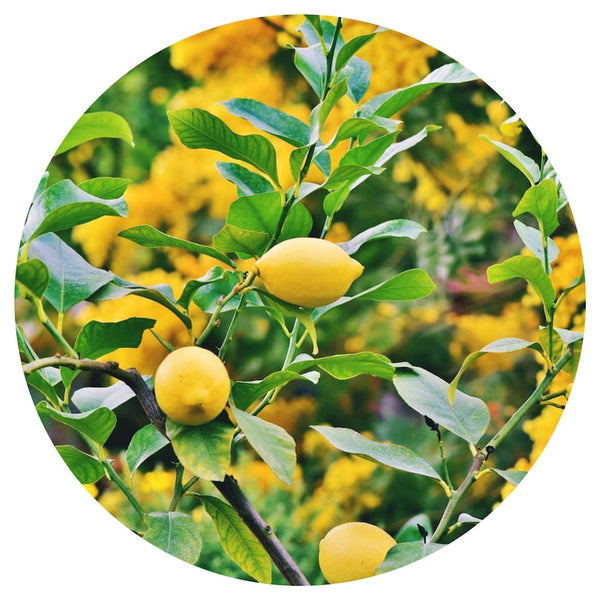 Petitgrain, Lemon (Citrus limon) Organic Essential Oil