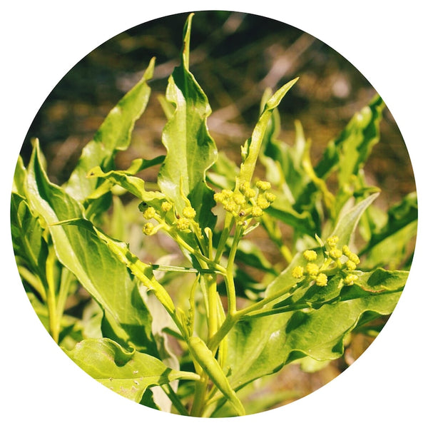 Arina (Psiadia altissima) Organic Essential Oil