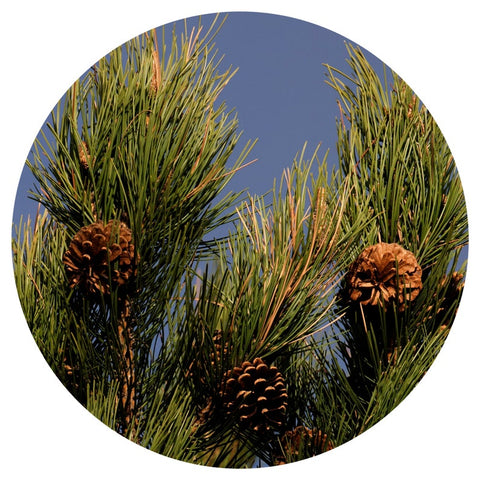 Pine, Black (Pinus nigra) Wildcrafted Essential Oil