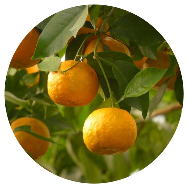 Bitter Orange (Citrus aurantium) Organic Steam Distilled Essential Oil