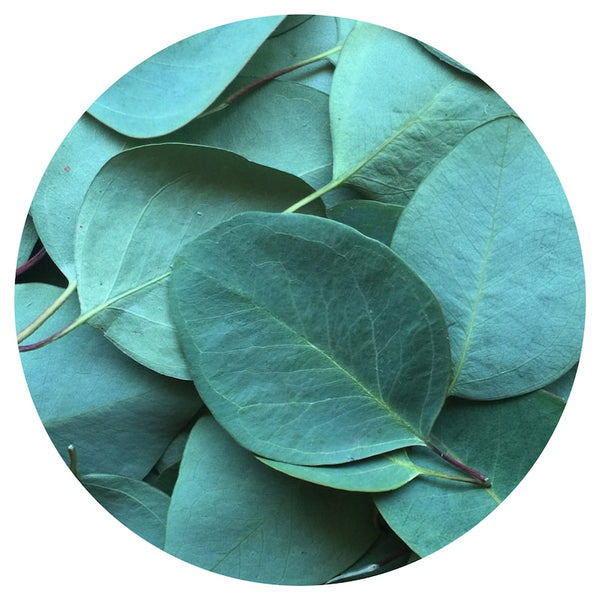 Blue Mallee (Eucalyptus polybractea) Essential Oil