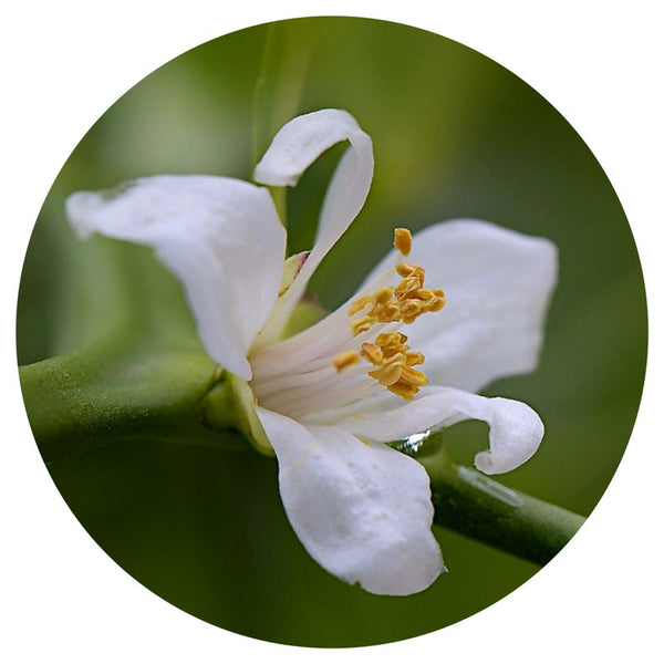 Yuzu Flower (Citrus junos) Rare Essential Oil