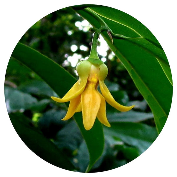 Ylang Ylang Complete (Cananga odorata genuina) Essential Oil