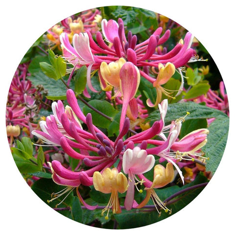 Honeysuckle Otto (Lonicera caprifolium) Rare Essential Oil