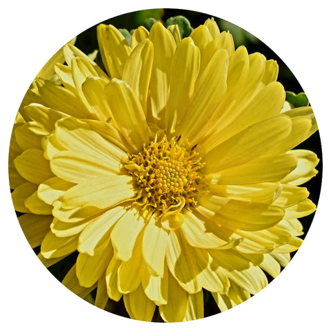 Chrysanthemum (Chrysanthemum morifolium) Organic CO2 Extract Absolute