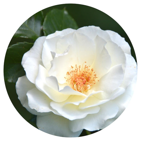 White Rose (Rosa alba) Rare Organic Absolute