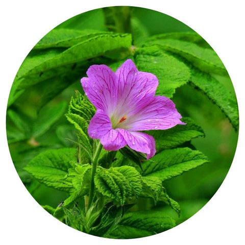 Geranium, Egyptian (Pelargonium graveolens) Organic Absolute