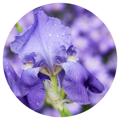 Orris Butter (Iris pallida) Essential Oil