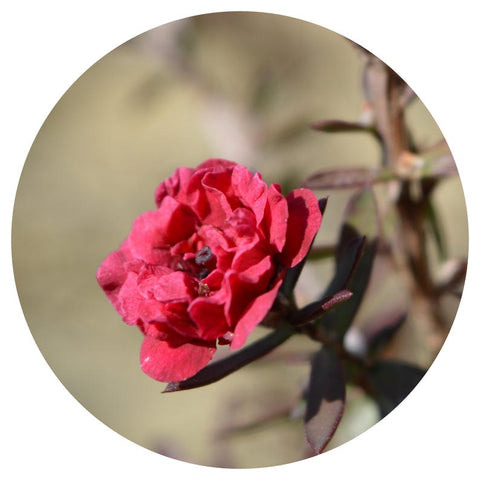 Australian Rose (Leptospermum petersonii geraniol) Essential Oil