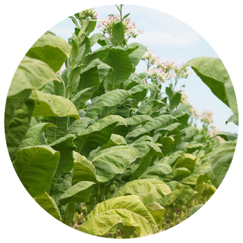Tobacco, Honey Blonde (Nicotiana tabacum) Absolute