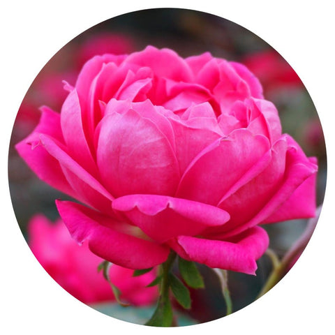 Rose Otto, Persian (Rosa damascena) Essential Oil