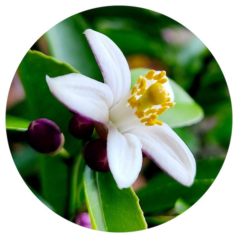 Neroli (Citrus aurantium) Absolute