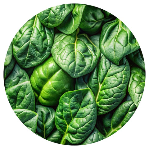 Spinach (Spinacia oleracea) Absolute