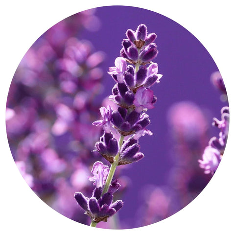 Lavender Maillette (Lavandula angustifolia) Organic Essential Oil