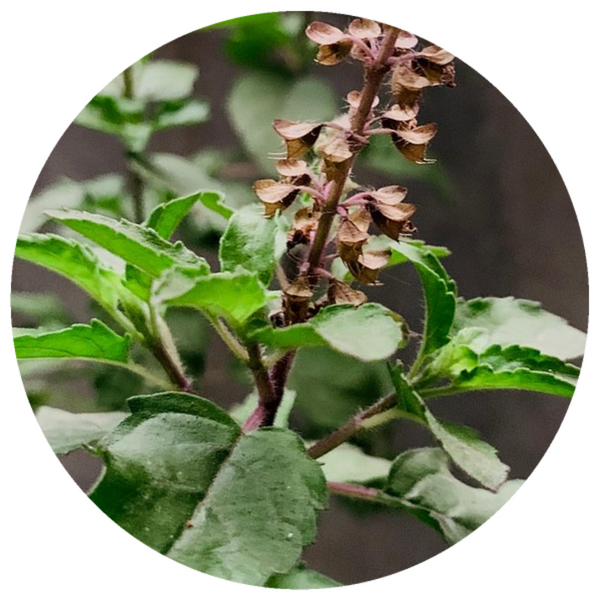 Tulsi (Ocimum sanctum) Organic CO2 Extract