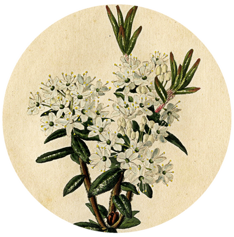 Greenland Moss Labrador Tea (Ledum groenlandicum) Organic Essential Oil