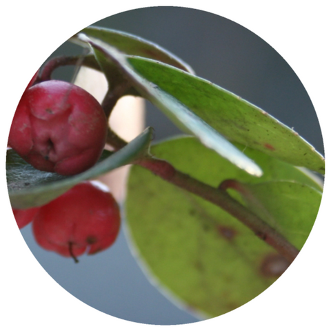 Wintergreen (Gaultheria procumbens) Wild Essential Oil