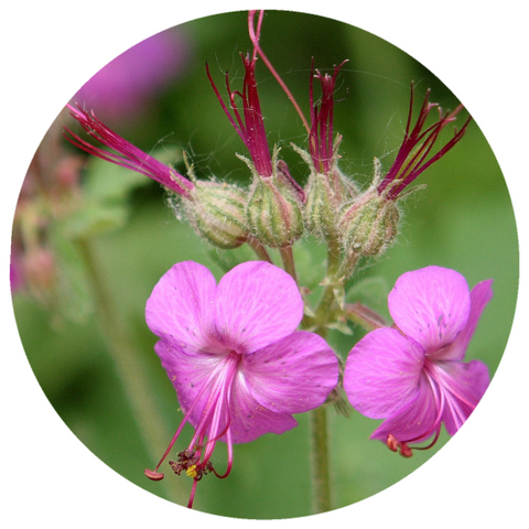 Zdravetz (Geranium macrorrhizum) Organic Essential Oil
