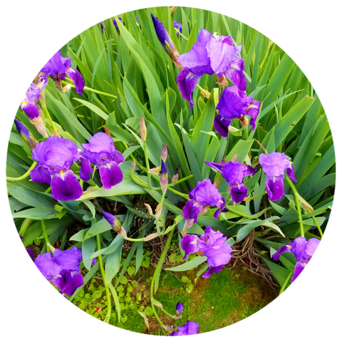 Orris Root Organic Essential Oil