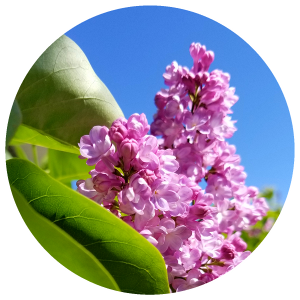 Lilac Blossom (Syringa vulgaris) Organic CO2 Extract
