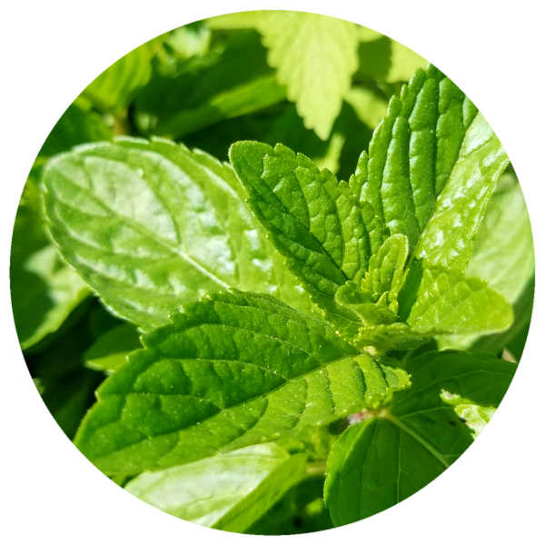 Spearmint (Mentha spicata) Organic Essential Oil