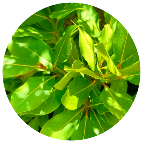 Bay Laurel (Laurus nobilis) Organic Essential Oil