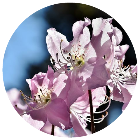 Rhododendron (Rhododendron anthopogon) Essential Oil