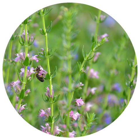 Hyssop (Hyssopus officinalis) Organic Essential Oil